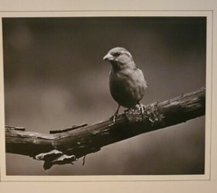 SPARROW ORIGINAL SIGNED ART PHOTO B&W STETTNER VTG MATTE NJ CAMERA