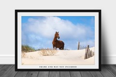 OBX Photography Print – Picture of Wild Horse Outer Banks Corolla North Carolina