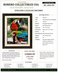 Framed Tropical Macaw Parrot Photograph Wall Art 23×27 Colorful Bird Decor