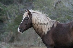 Chincoteague Pony Photo – Stallion Surfer Dude – Pick One Image -Various Sizes