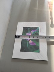 Photography Print By John T Slonina Matted 8×10 Close Up Of An Iris Flower