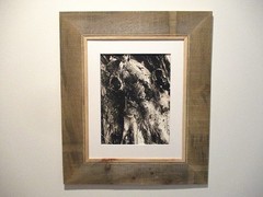 north woods strange 17 x 20 black and white photography