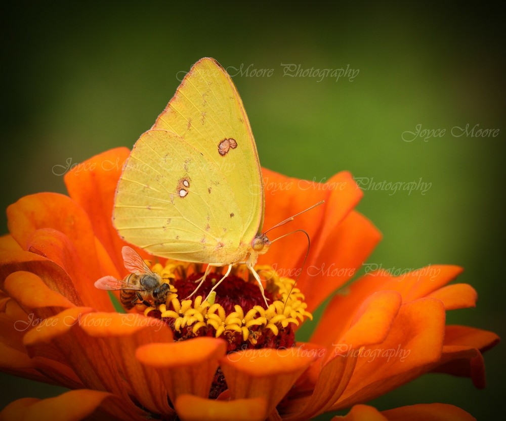 24×20 Yellow Butterfly Zinnia Nature Photograph Canvas Texture Wall Print Art