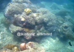 Digital Image Picture Photo Pic Andaman India underwater coral life scuba AND022