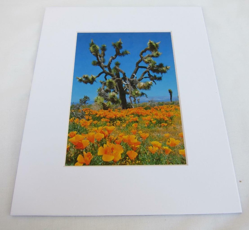 Joshua Tree California Poppies 5×7 Photograph signed Brian Blackwelder – #15