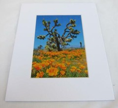 Joshua Tree California Poppies 5×7 Photograph signed Brian Blackwelder – #15