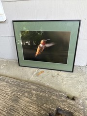 Large 16″ Vtg Hummingbird Picture Print Bird Photography Fine Art Photo Signed