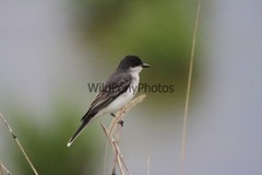 Eastern Kingbird Photo, Pick One Image – Various Sizes