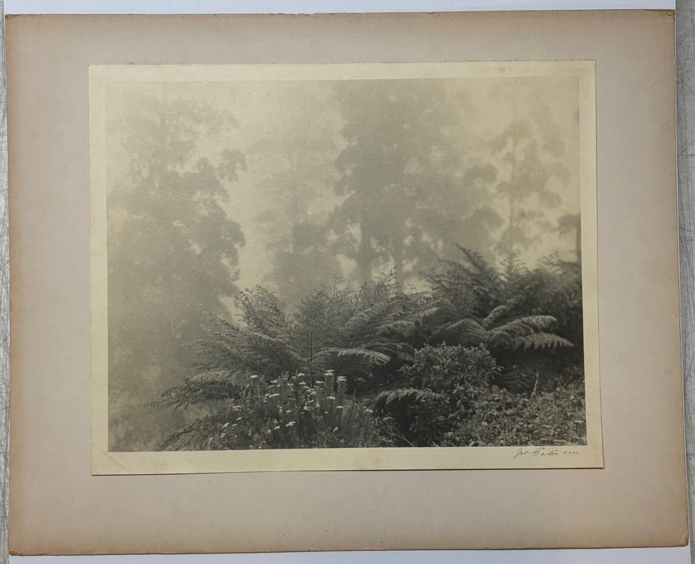 Rare JOHN B EATON ‘Ferns in Misty Landscape’ AUSTRALIA PICTORIALIST Signed PHOTO