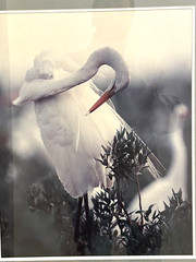 Thomas Mangelsen White Lace – Egret Rabbit Island LA Ltd. Ed. Out of Print