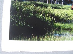 2003 limited Photograph Yellowstone Bull Moose, David Whitten # 2 of 250, 26×19″
