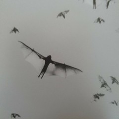 TRENT PARKE – SIGNED PHOTO – MAGNUM SQUARE PRINT LIMITED EDITION
