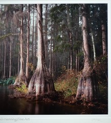Jeff Ripple Signed Photograph of Misty Florida Cypress Tree Landscape 22×32″