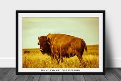 Bison Photography Print: Oklahoma Buffalo Tallgrass Prairie Western Photo