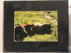 Bears Photograph 5×7 matted to 8×10. Original Art.