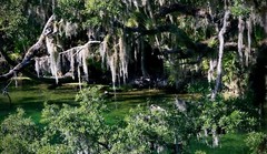 Florida river everglades, photograph 11 x 14 spainish moss, wild area,