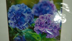 Original Photo Art Print Laurie A. Stuart Elizabethan Garden Hydrangea Flower