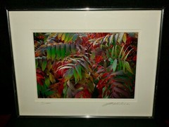 J A Micheal Signed Print Framed SUMAC Arborist Flowers Garden Home Decor 14×11