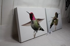 male hummingbird canvas 16×12 wildlife bird photo E. Barton Photography EPS21832