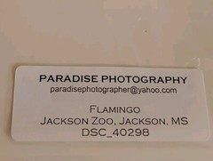 7×5 Flamingo bird photography picture Photo nature Original Jackson Zoo