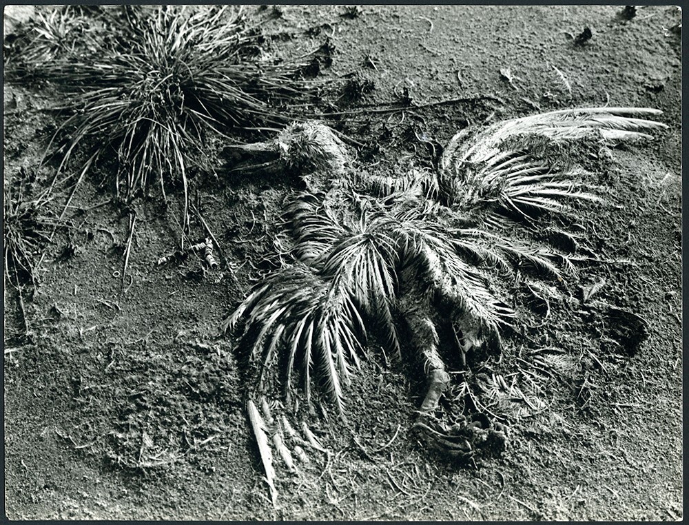 Larger size marked fine art Photograph,dead bird in the field, SUMMER, unusual