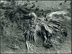 Larger size marked fine art Photograph,dead bird in the field, SUMMER, unusual