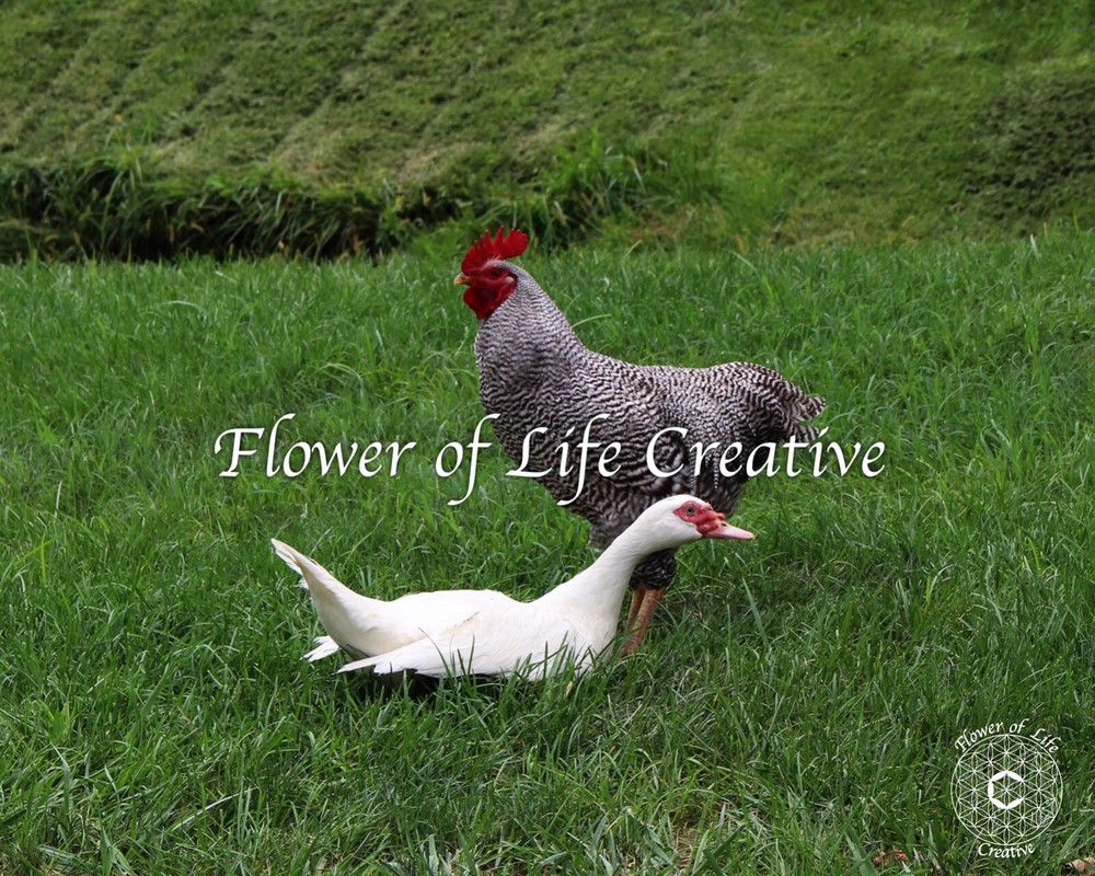 Rooster and duck farm animals print 8×10 photo animal photography birds nature