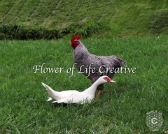 Rooster and duck farm animals print 8×10 photo animal photography birds nature