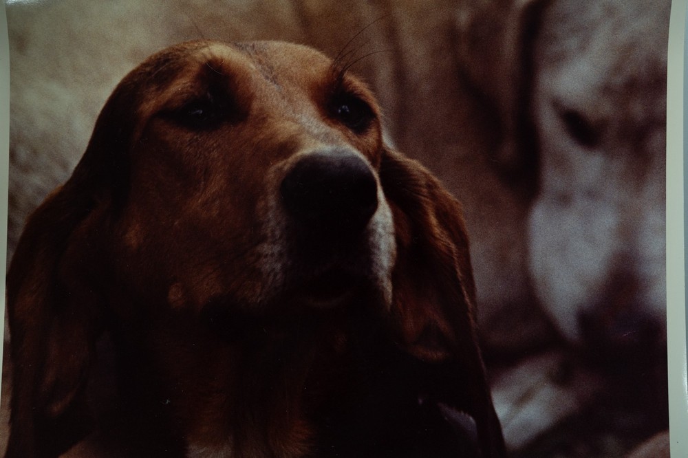 Vintage Film Photo France Hunting Horse Dog 24x30cm 1970