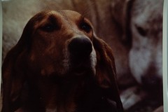 Vintage Film Photo France Hunting Horse Dog 24x30cm 1970