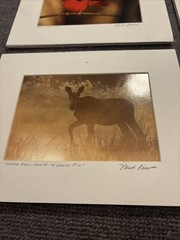 Moose, Cardinal, And Puffin Photographs 10 X 8 And 8 X 10 Barely Used