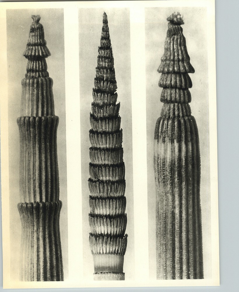 1942 Original BOTANICAL Rough Horsetail Fern III PLANT Photo Art KARL BLOSSFELDT