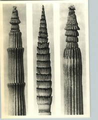 1942 Original BOTANICAL Rough Horsetail Fern III PLANT Photo Art KARL BLOSSFELDT