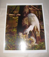 Beautiful Photograph of Great White Egrets, Louisiana 8 x10 Kodak Photo Paper