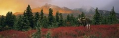 A Change of Seasons Thomas Mangelsen signed photo art. MAKE OFFER