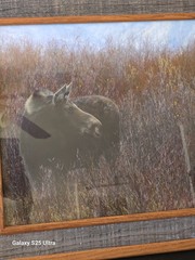 Tim DePuydt Framed Moose Photo Print 18×31 Rustic Montana Cabin Wildlife Art VTG