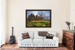 Country Photography Print – Jonquil Daffodils and Dilapidated Barn in Arkansas