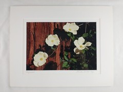 Signed Christine Loberg Dogwood Redwood Tree Photo Print Framed w/ Dedication