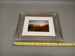Tom Hart Flowers Beach Photograph Ocean Framed Art Decor