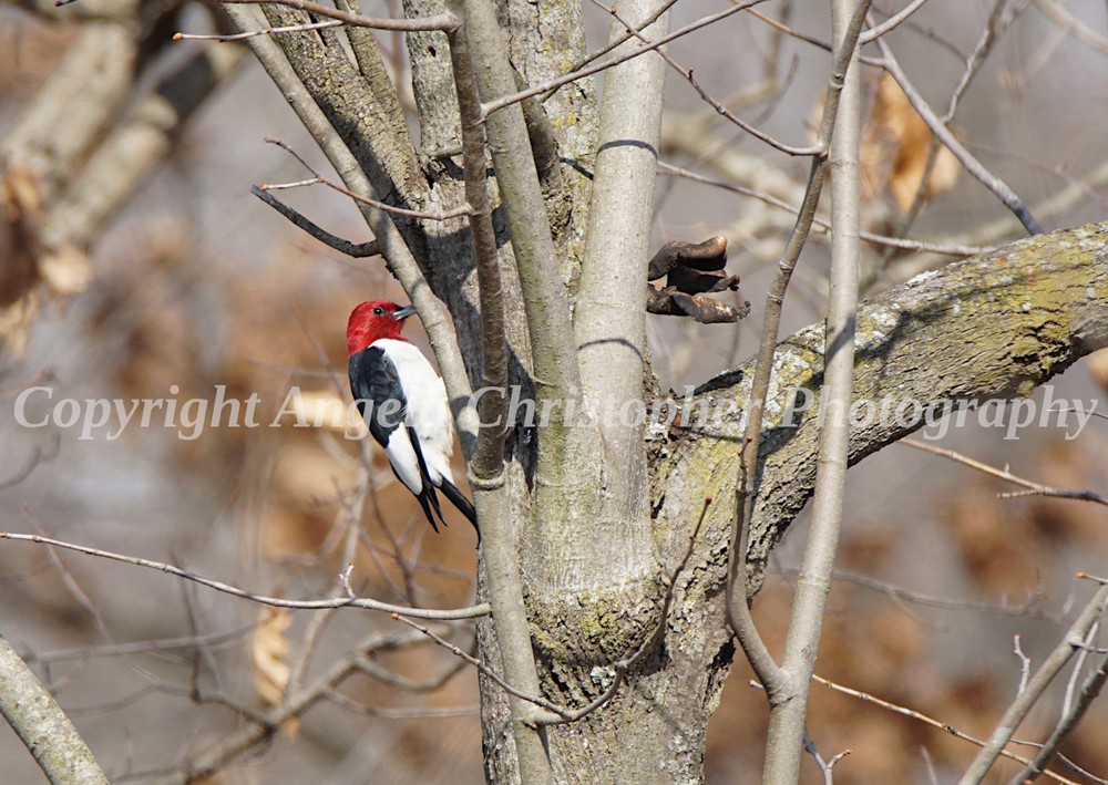 Original ACEO photo fine art print 2.5×3.5 in. RED-HEADED WOODPECKER bird black