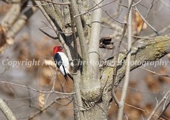Original ACEO photo fine art print 2.5×3.5 in. RED-HEADED WOODPECKER bird black