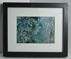Icy Pines 1 of 50 Framed and Matted Under Glass Signed Photograph
