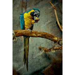 Colorful Macaw Parrot Wallpaper 4K | Tropical Bird Wall Art Background