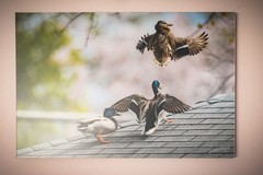 Funny Mallard Ducks on Roof – 20×30 Gallery Quality Print – Anti-Glare Acrylic
