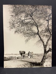 Large Signed Black & White Photo Print 1952 Egypt Man & Cows