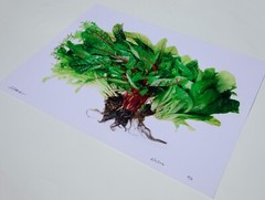 Farmers Market Greens – 17″ x 22″ Fine Art Photography Print – Food Photography