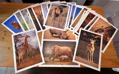 AFRICAN GAME RESERVE Pro Photos 13×17 / 24 VINTAGE Pictures from Negatives RARE!