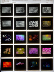 ALAN PAPPE Original 35mm Color Slide Transparency Collection Art Photography 197