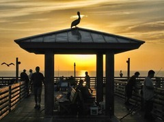 PELICANS RULE 16×20 gallery wrap canvas