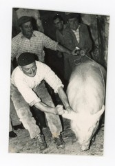 Mario Giacomelli Italy Photo Abattoir Slaughterhouse 1960s Vintage Italian